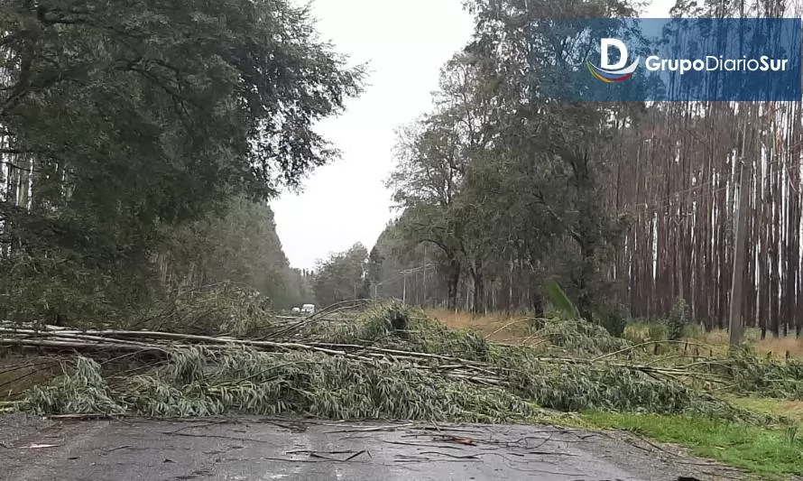 Reportan caída de árboles en rutas Nontuelá-Futrono y Nontuelá-Los Lagos