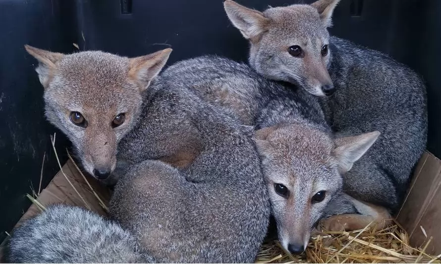 Liberaron a familia de zorros chilla en su hábitat natural