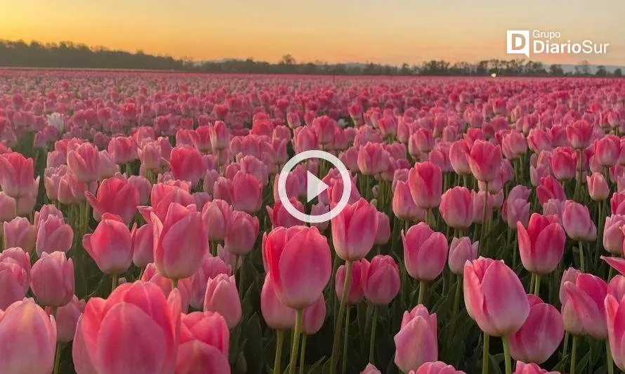 Hermoso registro del atardecer en campo de tulipanes de Paillaco
