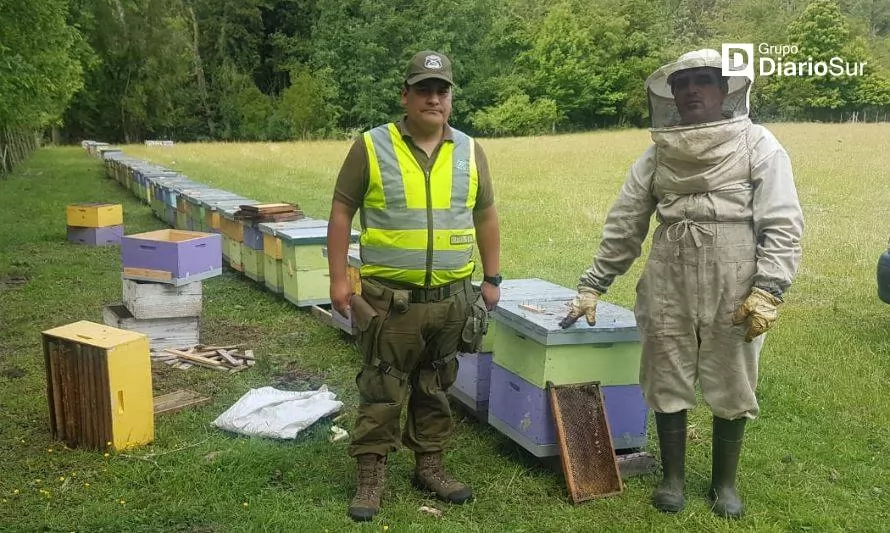 Carabineros de Riñinahue frustró robo de 130 cajones de abeja: hay indicios de un vehículo