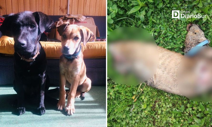 Lanzan restos de perrito cercenado cerca de un jardín infantil en Los Lagos