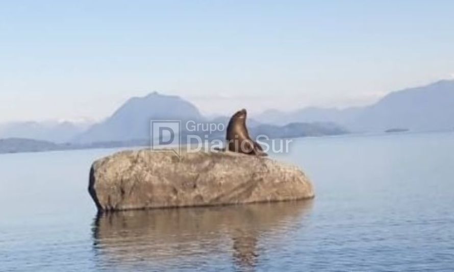 "No llegó para quedarse": Experto aclara mitos sobre el lobo marino del lago Ranco 