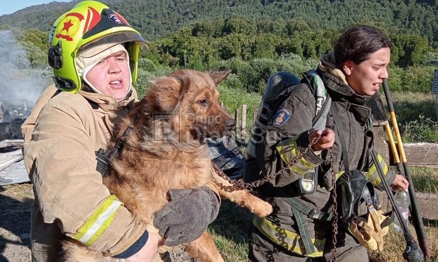 Perrito sobrevive milagrosamente a incendio en sector rural de Los Lagos