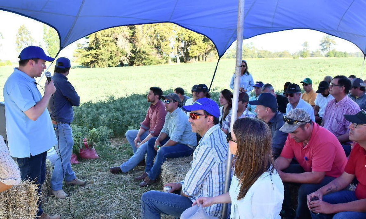 Productores y asesores conocieron potencial de alfalfa y lupino