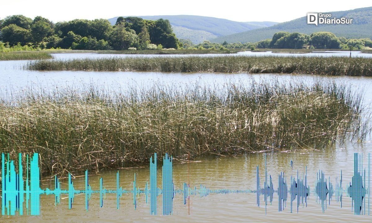 Explora los humedales: únete al taller virtual sobre paisaje sonoro y descubre los detalles del Diagnóstico Integral de Humedales de la región