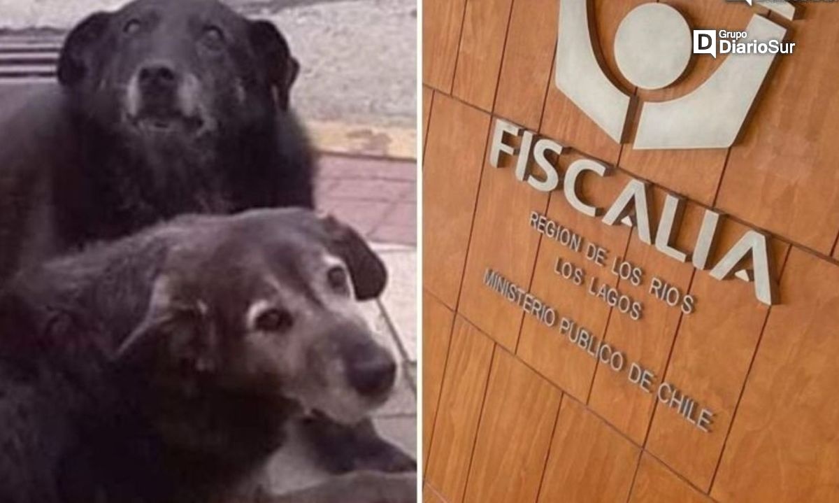 Los riesgos del veterinario imputado por el Caso Perros por incumplir el arresto domiciliario