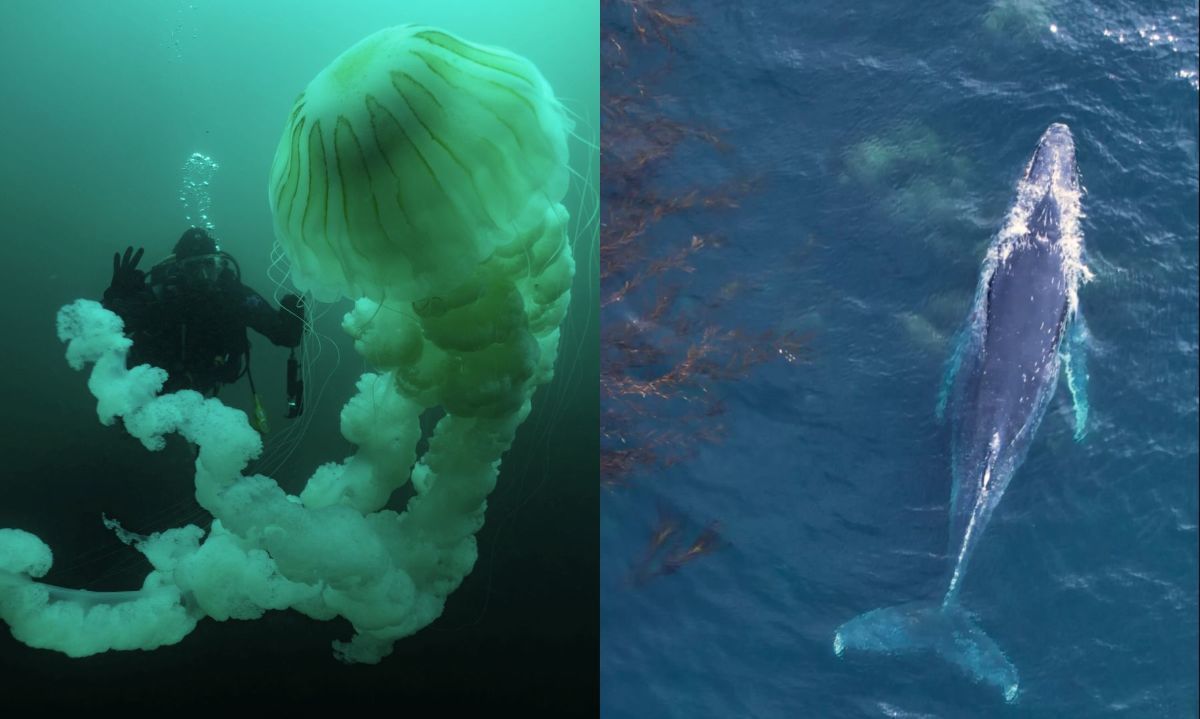 Medusas y ballenas fueron parte del sorprendente avistamiento en las costas de Corral