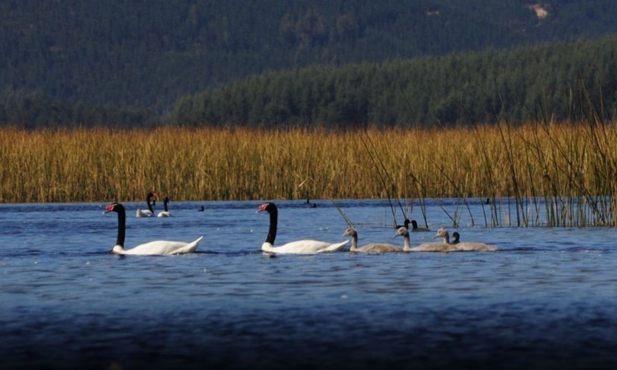 Ya es realidad: cuenca del río Valdivia cuenta con norma secundaria de calidad ambiental