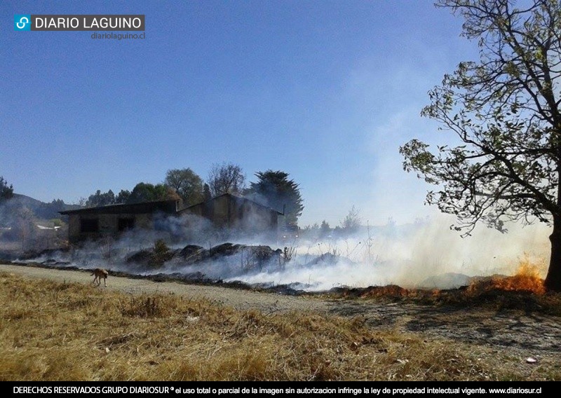 Incendio de pastizales afecta a sitio aledaño al CECOF en Los Lagos