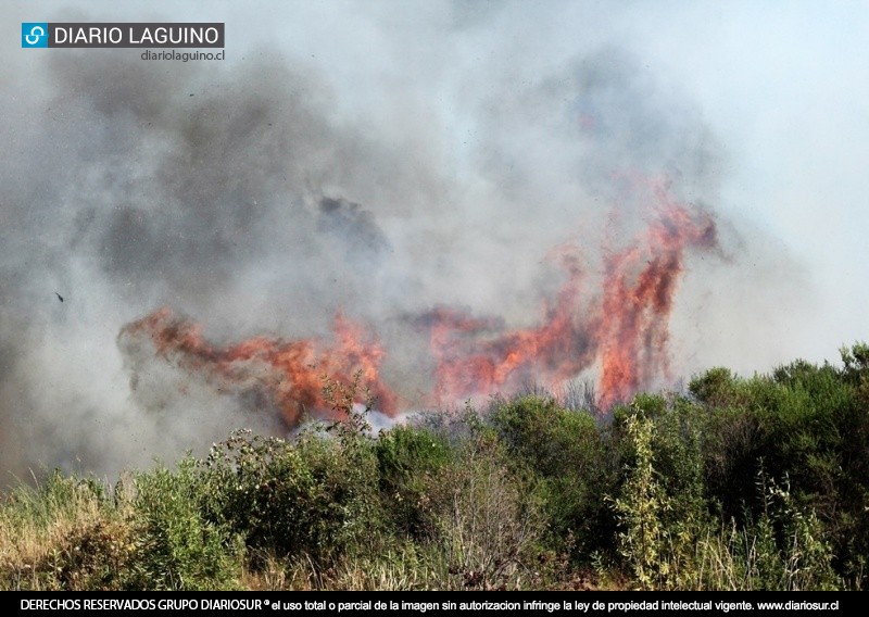 Incendio de pastizales se produjo en el sector Los Coligües