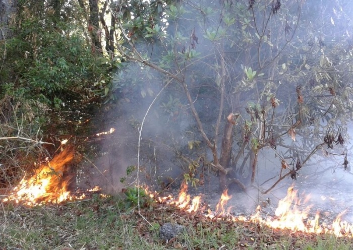Incendio forestal arde con fuerza en sector Pancul
