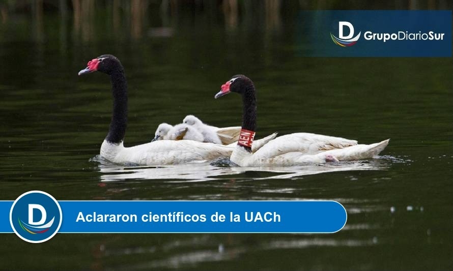 No hay evidencia de muertes de cisnes por causas distintas a ataques de otras especies y muerte natural