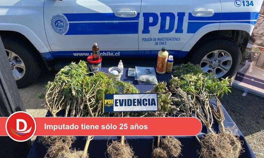 Joven de Futrono es detenido por microtráfico de marihuana