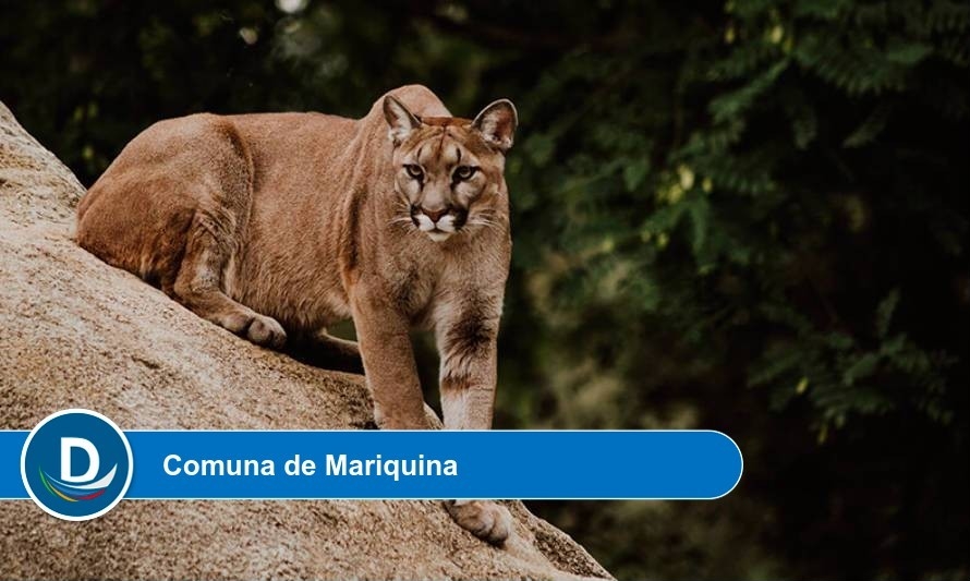 Capturan a un puma que se alimentaba de ganado en Pichicuyin