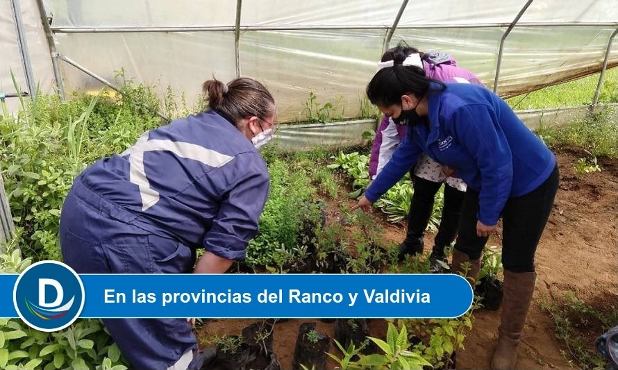 Conaf realiza trabajos de mantención en viveros y centros de acopio de la región