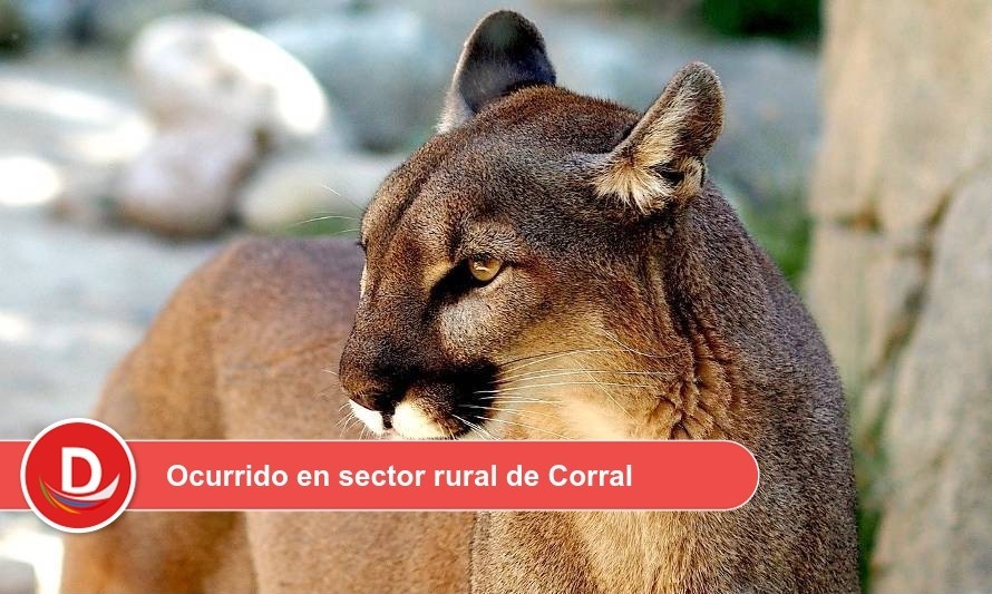 Familia de víctima de ataque de puma se querelló contra el SAG