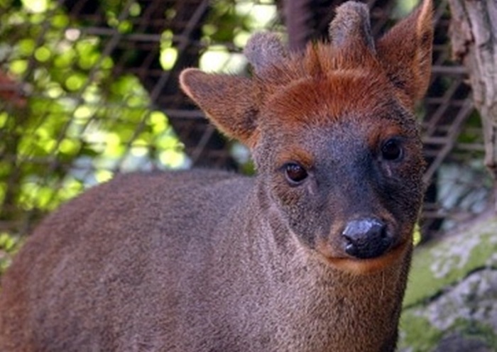 El pudú fue seleccionado como especie bandera del Paisaje de Conservación en la Comuna de Los Lagos