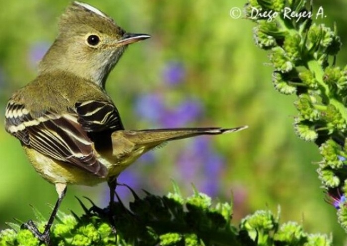 FIO - FIO (Elaenia albiceps) el pajarito que cautiva nuestros bosques sureños.