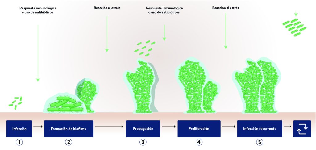 A diagram of a plant growth process

Description automatically generated