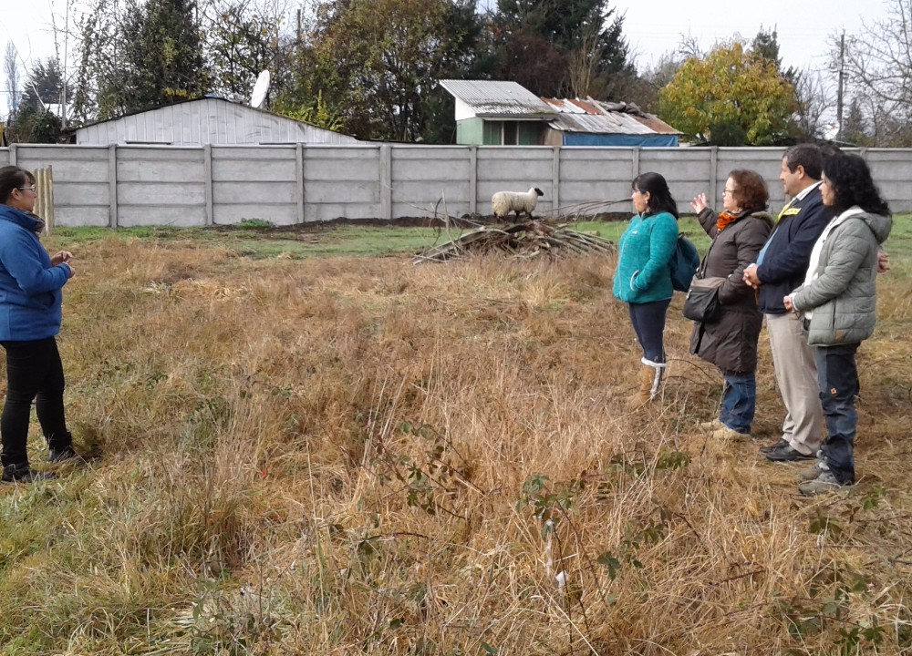 Campesinos de Los Lagos conocen iniciativas de inseminación artificial en ovejas